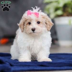 Millie, Maltipoo Puppy